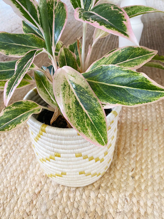 YELLOW + WHITE PLANTER BASKET